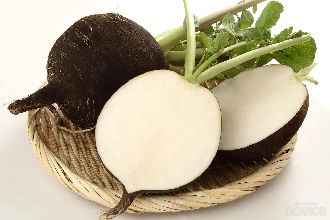 Slovenska črna redkev