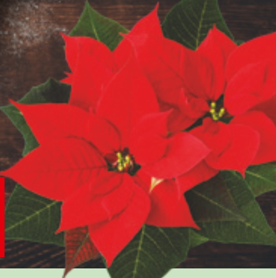 Slovenska božična zvezda