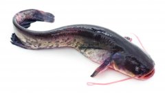 Svježi som odrezak 1kg