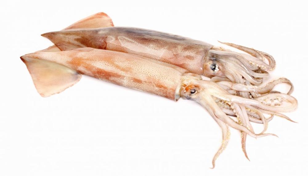 Svježa očišćena lignja